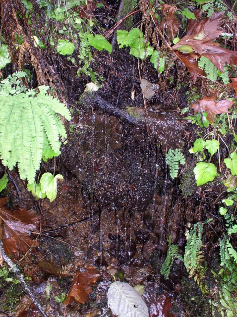 Waukeena Mult Falls 11.26.05 031 